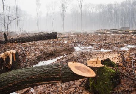 2026年浙江省林木采伐管理办法最新修订