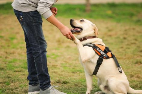 贺州市城市养犬管理规定2026全文