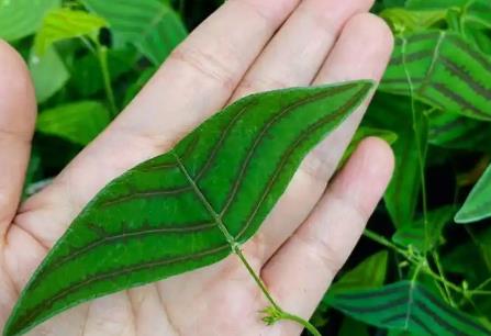 植物检疫条例2026全文