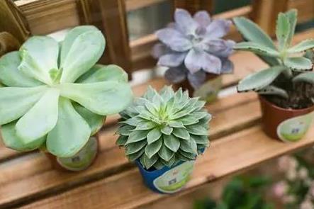 植物新品