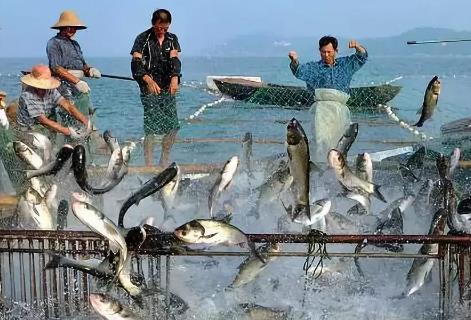 中华人民共和国渔业法2026全文